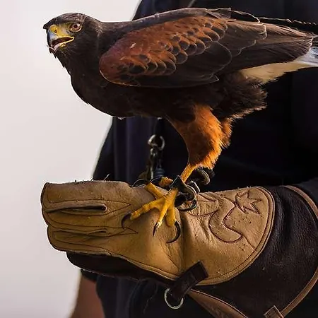 The Originals City, Napoléon, Hotel